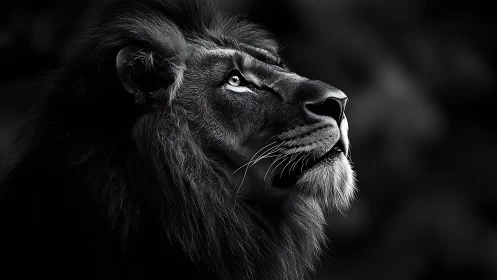 Side profile monochrome study of male lion in low light.