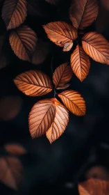 Moody macro study of copper autumn leaves on deep shadow field.