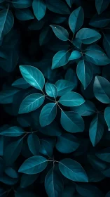 Overhead view of blue-toned foliage with overlapping leaves.