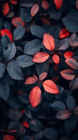 Red-orange foliage emerges sharply against deep blue leaves