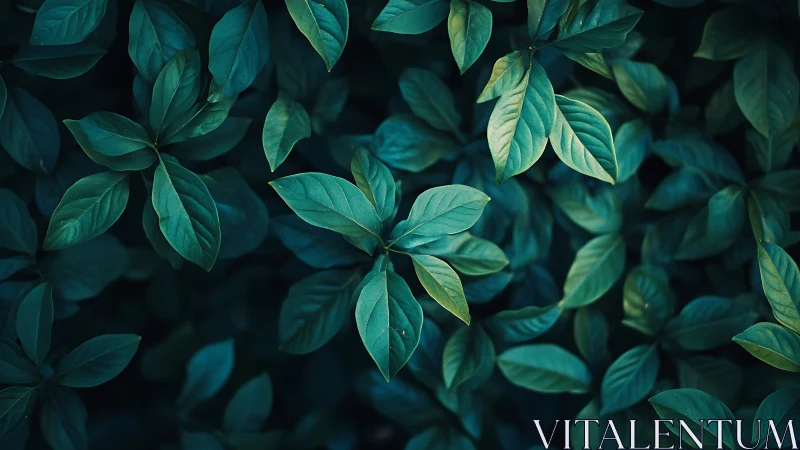 Lush teal foliage spreads in a calm, shadowed composition