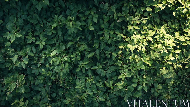 Dense green foliage covers frame with uneven sunlight