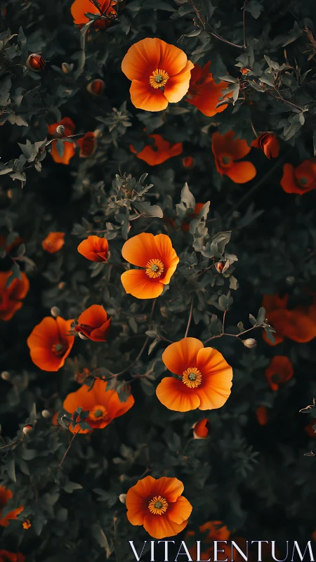 Orange poppies with yellow centers bloom against dark foliage