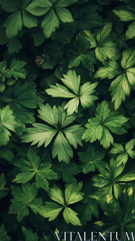 Dense green foliage with layered radial leaf clusters.