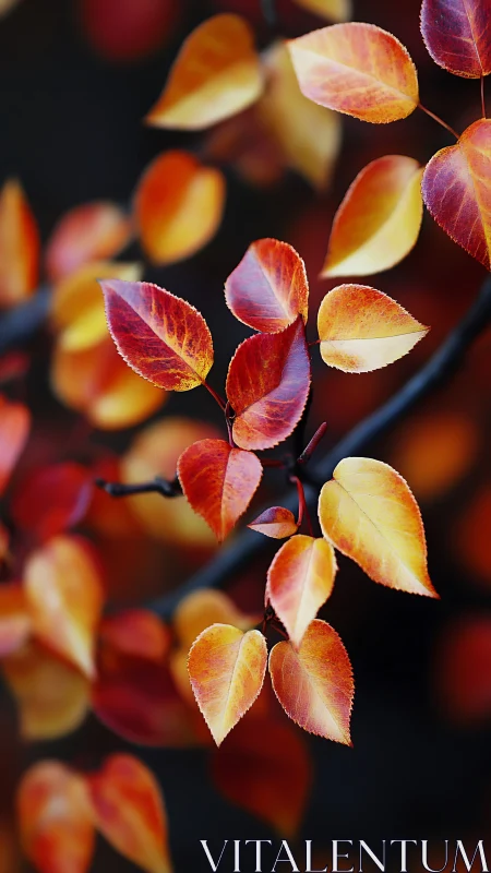 Scarlet pear leaves drift like tiny lanterns through dusk