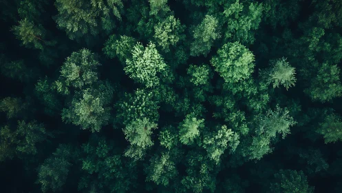 Lush Green Forest Canopy Captured from Above in Aerial Photography.