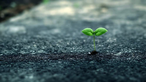 Green seedling breaking asphalt surface in muted focus.