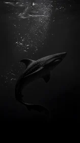 Whale shark silhouette rising through dark underwater void.