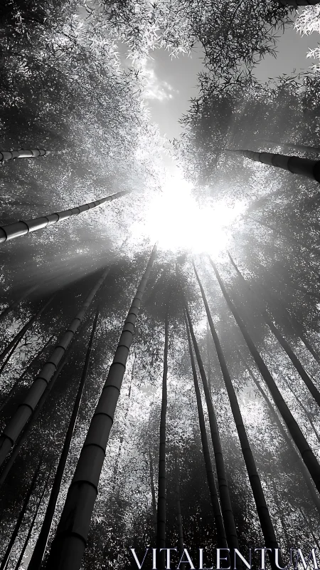 Monochrome bamboo canopy compresses extreme vertical perspective