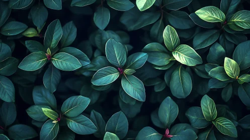 Lush emerald leaves form a tranquil, meditative garden pattern