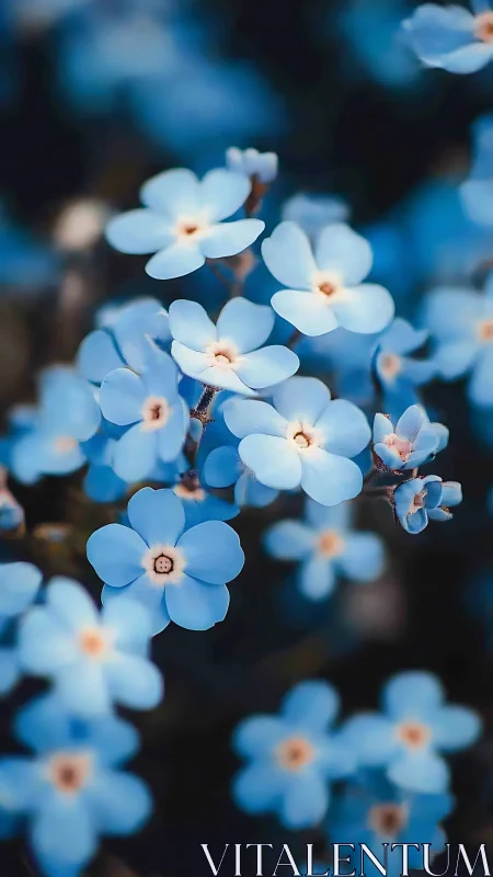 Delicate Blue Forget-Me-Nots Bloom in Soft Focus Garden Light
