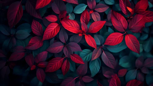 Overhead view isolates red and teal leaves in controlled light