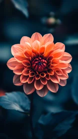 Dahlia Specimen: Coral-Red Bloom with Layered Petals.
