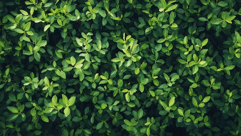 Lush green foliage background with dense leafy pattern, natural style.
