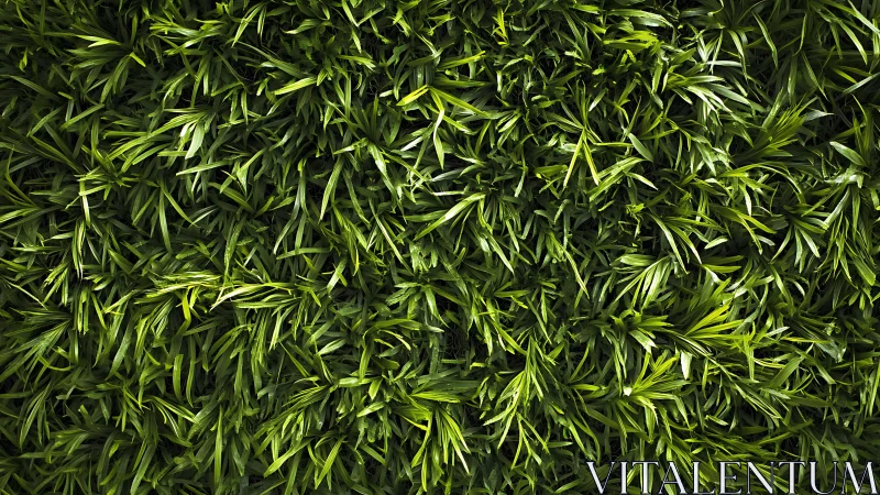 Dense overhead view of layered green grass foliage texture.