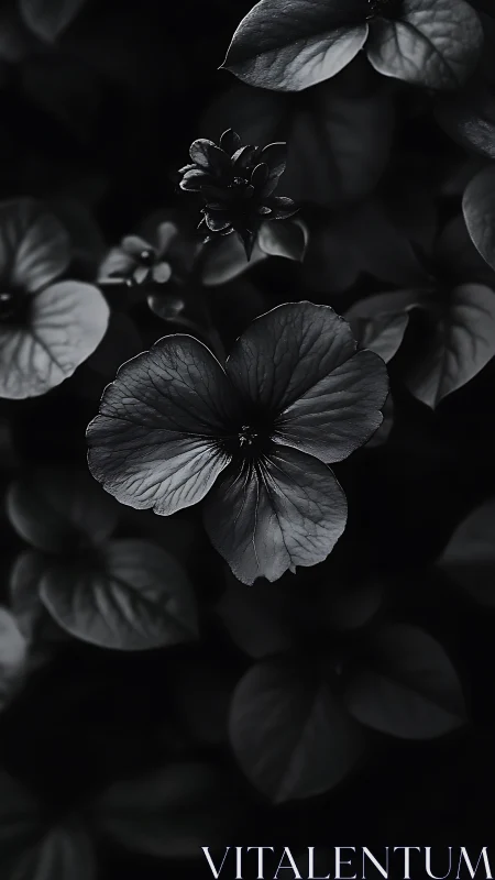 Monochrome Petals. High-contrast botanical study in black and white light.