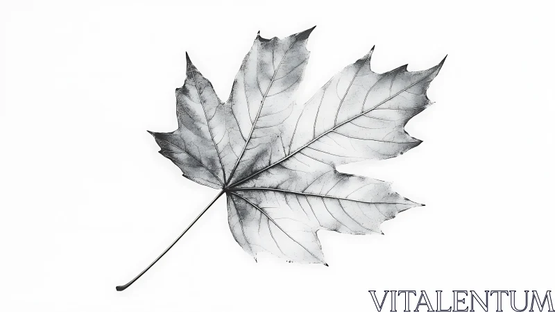 Monochrome maple leaf with detailed venation on white.