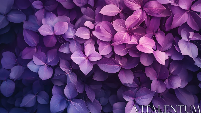 Vibrant violet hydrangea petals in soft digital bloom.