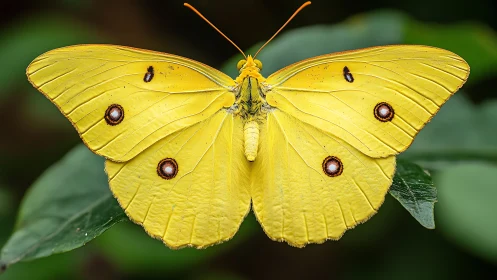 Yellow butterfly with eyespots rests on vivid green leaf