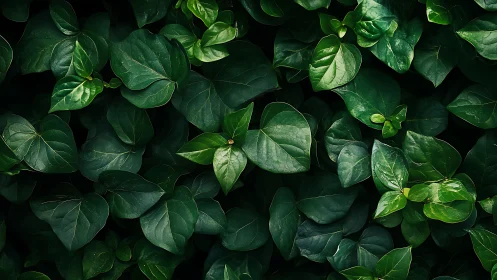 Dense green foliage fills frame with overlapping leaves