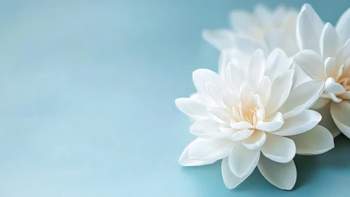 White Blooming Flowers Against Serene Blue Background.