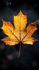 Single yellow maple leaf on dark blurred background. Period.
