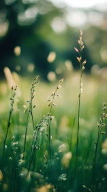 Close-up field grasses with shallow depth of field effect.