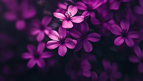 Purple flowers in dark background with selective focus.