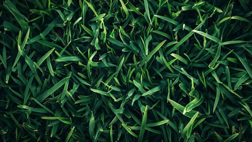 Close view of dense green grass blades in natural light.