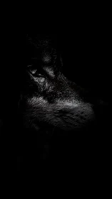 Low-key lupine profile with dramatic chiaroscuro lighting.