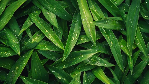 Lush green leaves layered with glistening raindrops.
