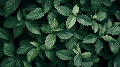Top-down macro view of dense green foliage leaf canopy
