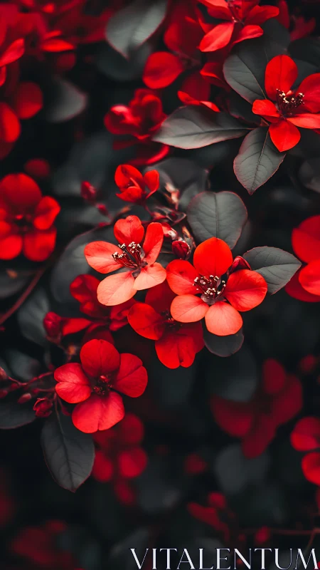 Crimson petals ignite against darkness, nature's bold rebellion blooms.