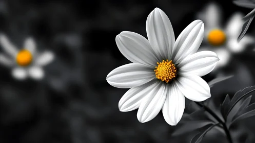 White daisy with golden center rendered in selective color technique.