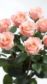Blush Pink Roses Bundle with Lush Green Foliage.