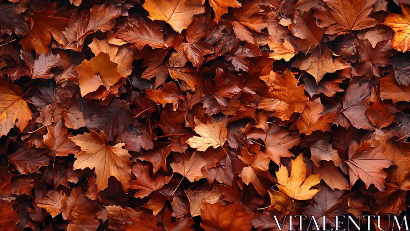 Wet autumn maple leaves form dense copper and gold carpet