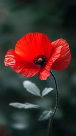 Red Poppy Flower with Dark Center and Blurred Green Background.