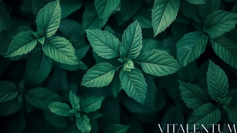 Top view of dense green mint leaves in soft light.