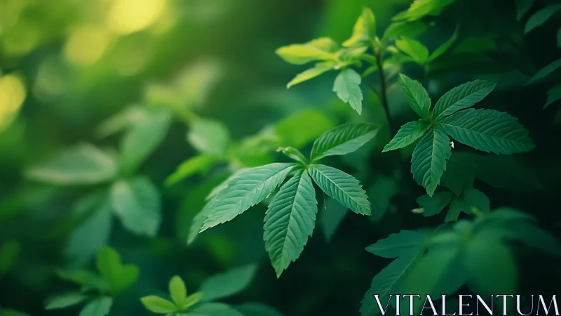 Botanical macro study of compound leaves in soft bokeh field.