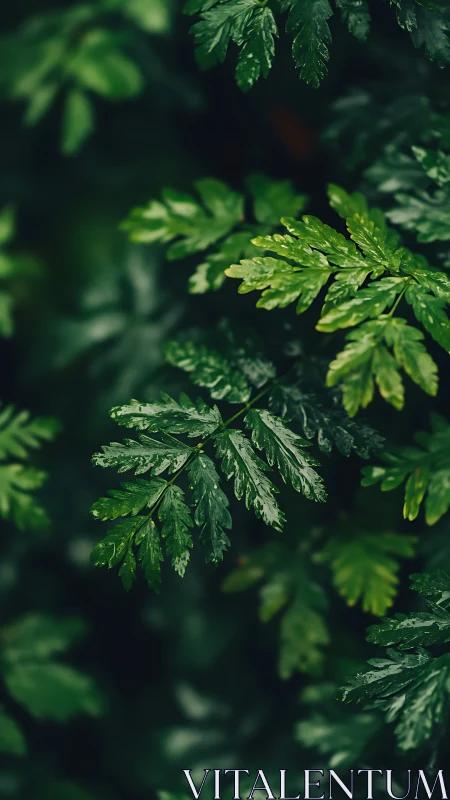 Emerald fern whispers in a shadowy forest hushscape.