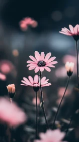 Pink Daisy Flowers with Selective Focus Depth