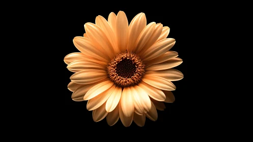 Orange Gerbera Daisy Bloom Against Black Background