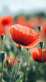 Red poppy with translucent petals backlit by soft natural light in field.