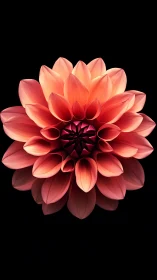 Radiant Coral Dahlia Blooms with Warmth.