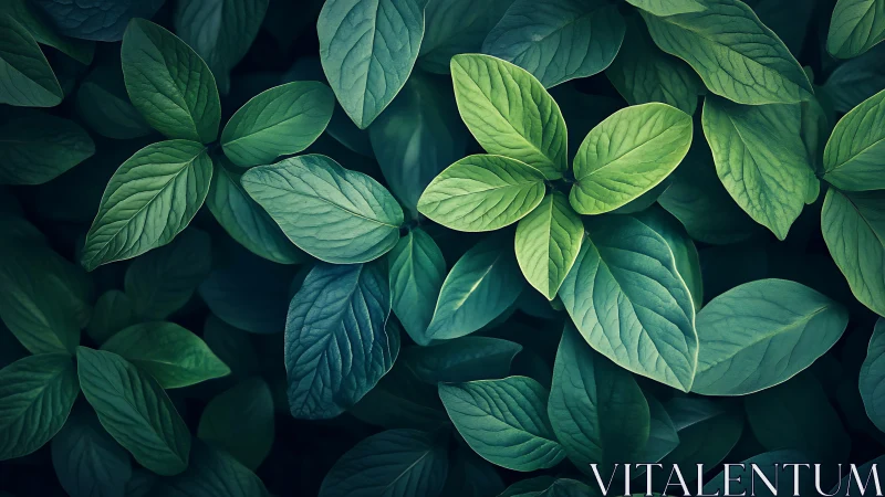 Lush green leaves form dense overlapping botanical canopy