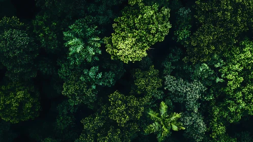 Dense Rainforest Canopy Viewed From Above.