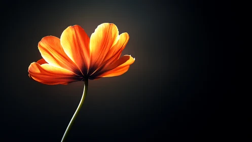 Orange flower bloom shown in strong backlit closeup view