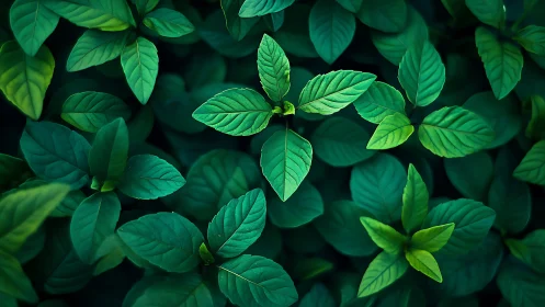Top view macro foliage with vibrant green leaf textures
