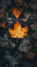 Lone ember leaf adrift on a charcoal forest floor.