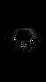 Black pug portrait in low key lighting on deep black background.